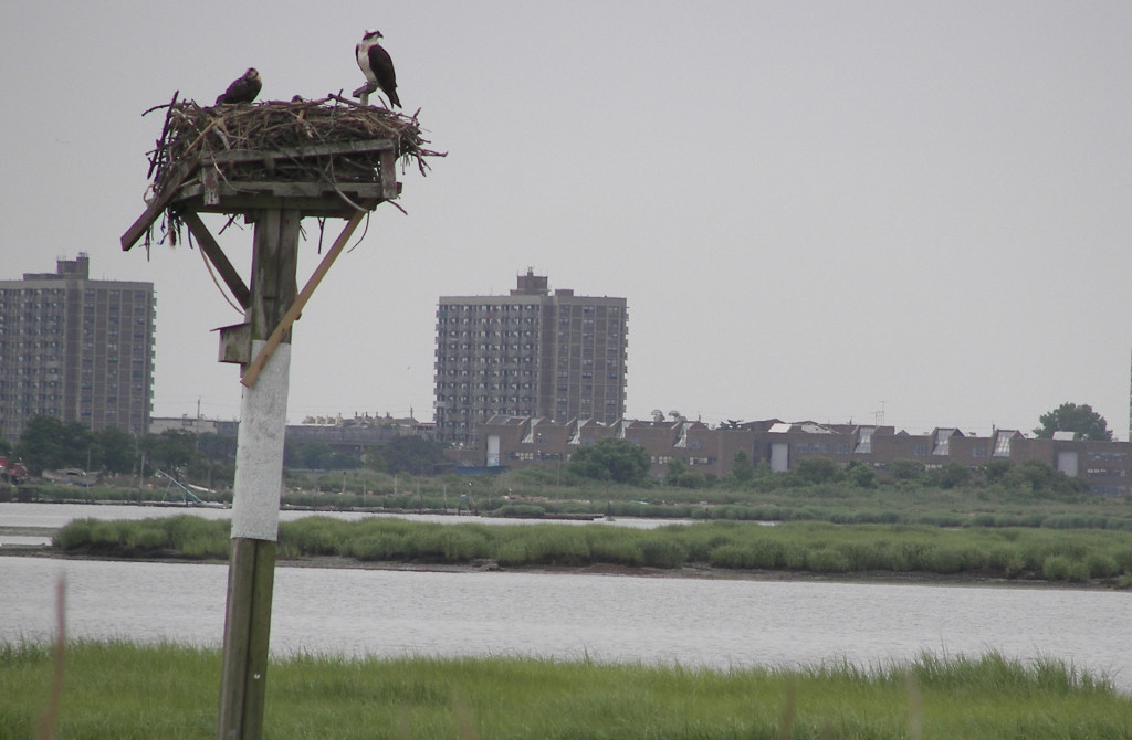 New York sustainable tourism Jamaica Bay Wildlife Refuge Osprey nest
