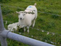 STW Dyfi biosphere reserve - lamb