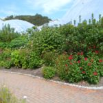 Eden project cornwall 12 (6)
