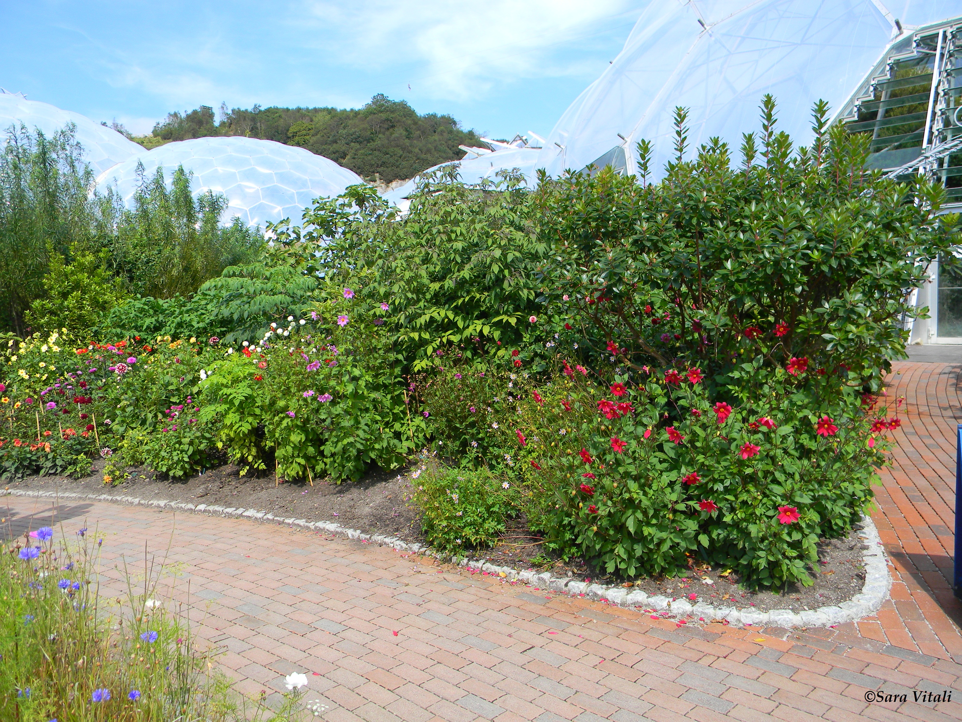 Eden project cornwall 12 (6)