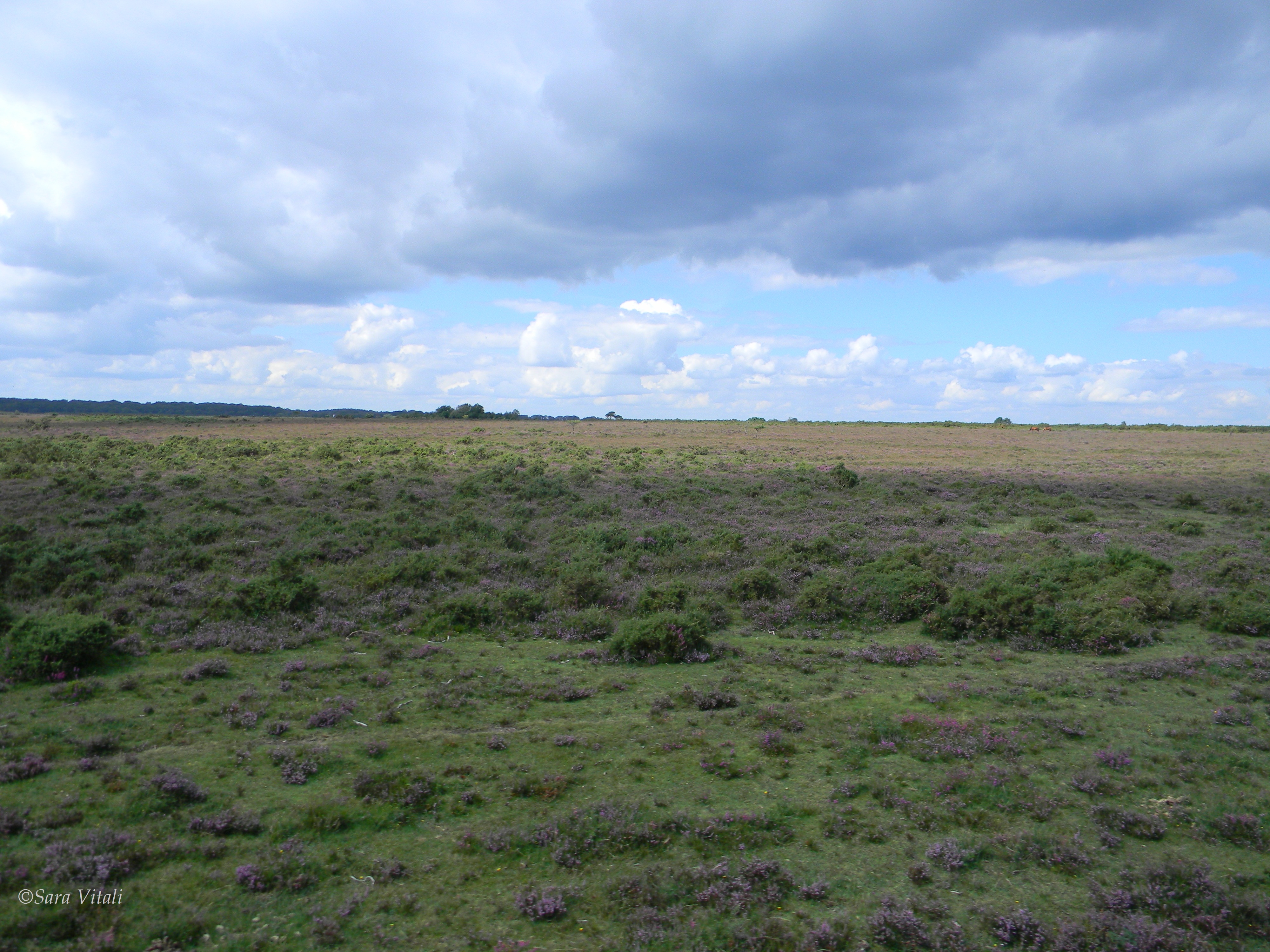 summer 2012 in the UK new Forest National Park (4)