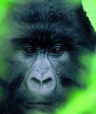 Uganda by Pioneer Express Safaris gorilla
