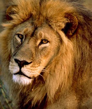 Uganda by Pioneer Express Safaris: lion