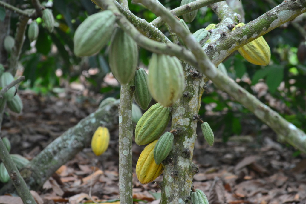 sustainable tourism - Narwell Ecotours - Ecuador - Cocoa fruits