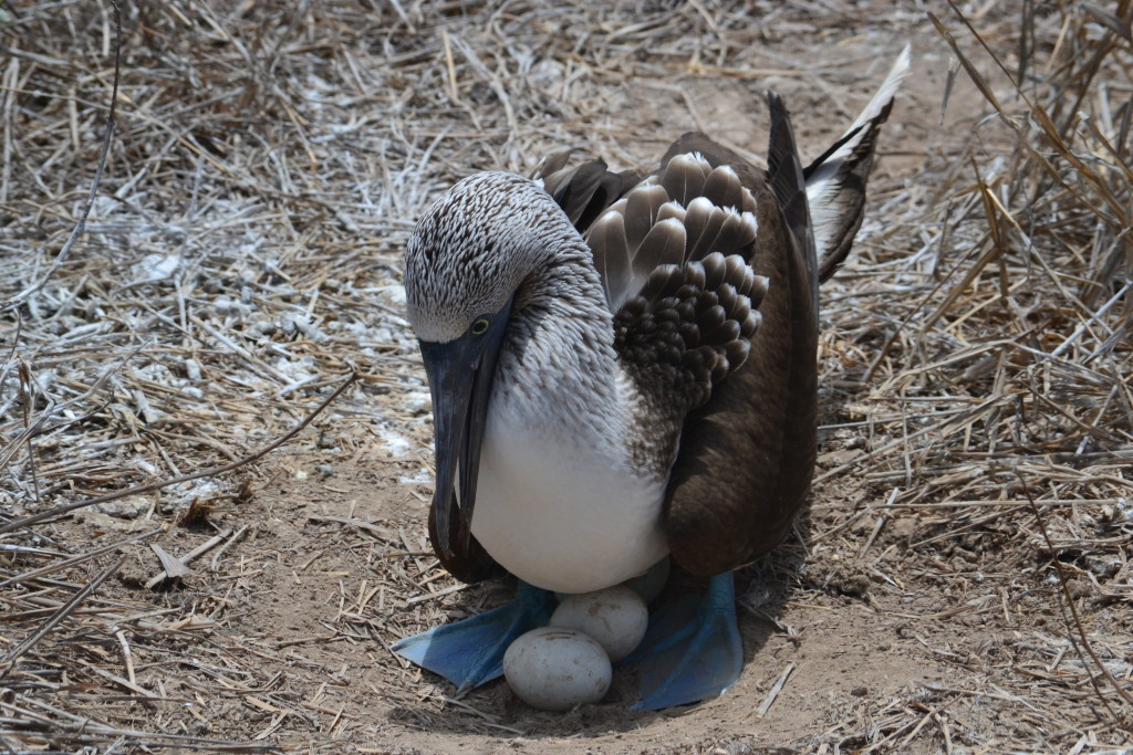 sustainable tourism - Narwell Ecotours - Ecuador Blue foot booby