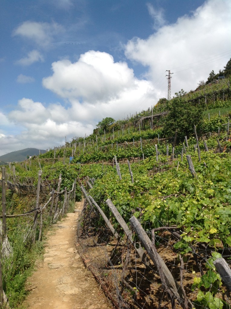 Cinque Terre Park - Capellini wineyard - sustainable tourism - the grapes