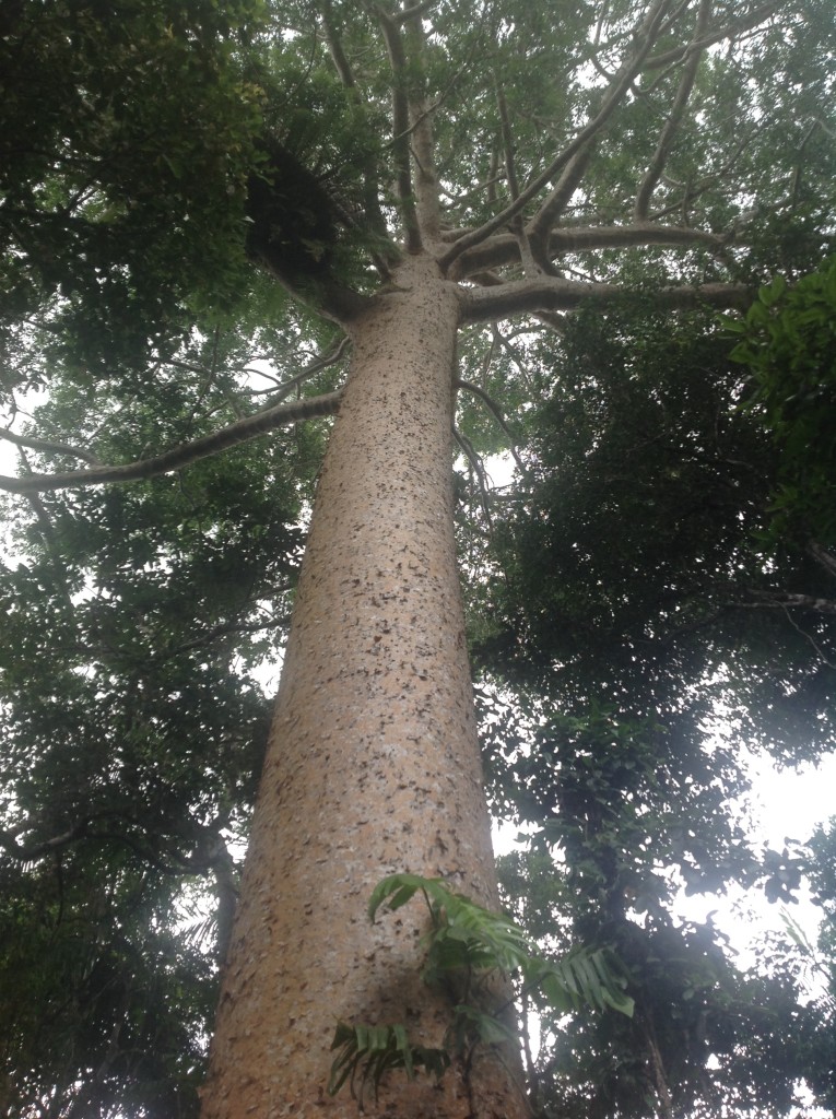 giant tree of the rainforest - Cairns - Queensland - Australia