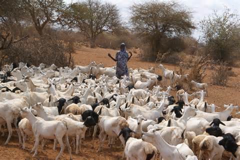 africa-nomads-conservation-environment-conservation-organisation