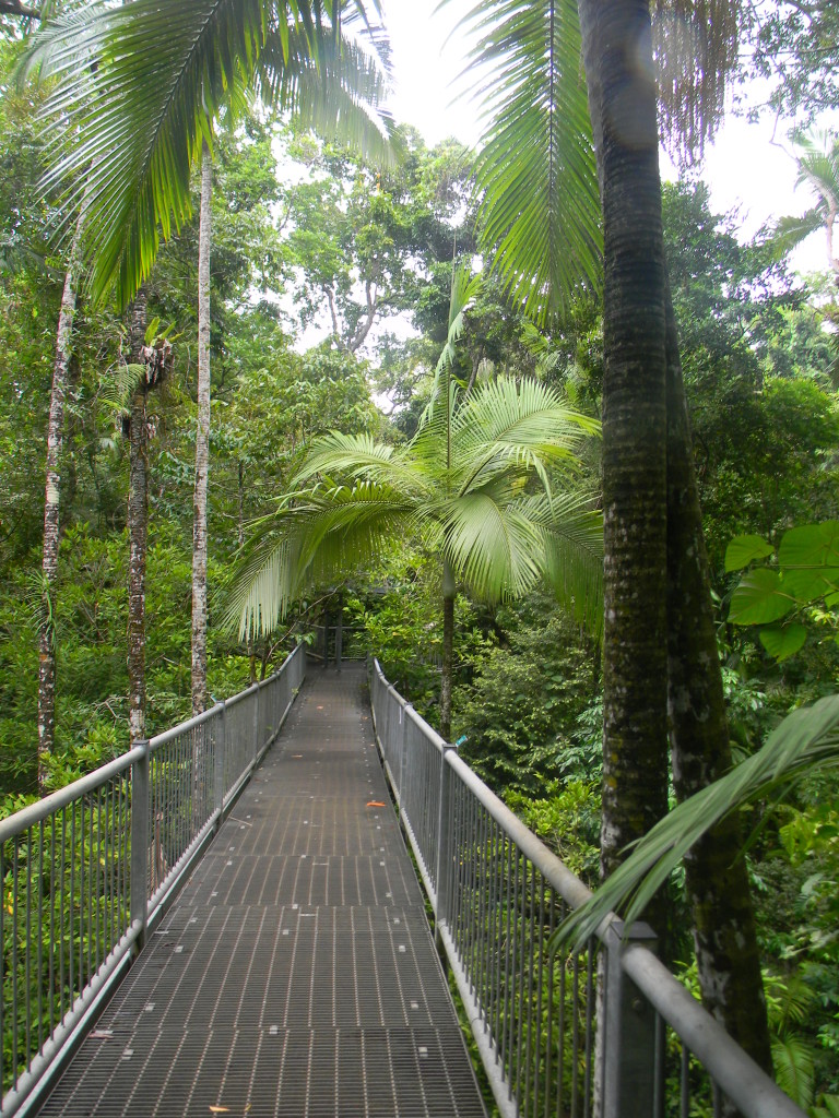 Sustainable Tourism Australia - Daintree Discovery Centre