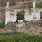 Albeno-donkey-in-Asinara-ruins - sailors for sustainability