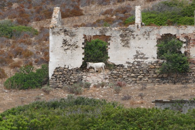 Albeno-donkey-in-Asinara-ruins - sailors for sustainability