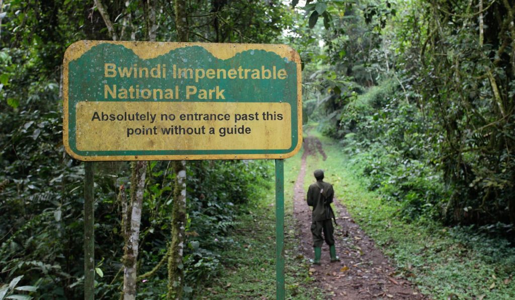 bwindi-gorilla-trekking