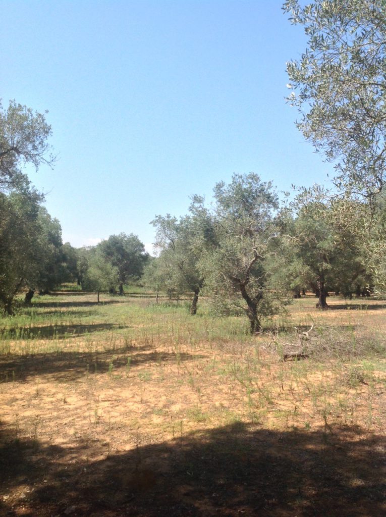 puglia country-side with olive trees 